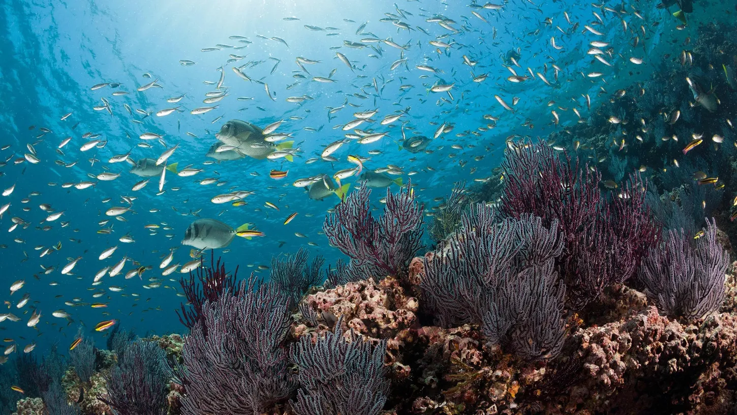 Olas de calor marinas: un desafío creciente para los ecosistemas oceánicos y la vida marina
