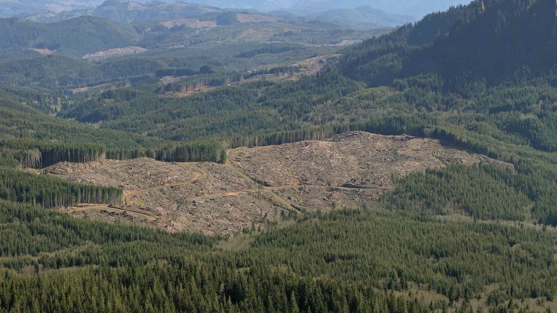 Un bosque público de Oregón emite créditos de carbono por extender sus turnos de tala