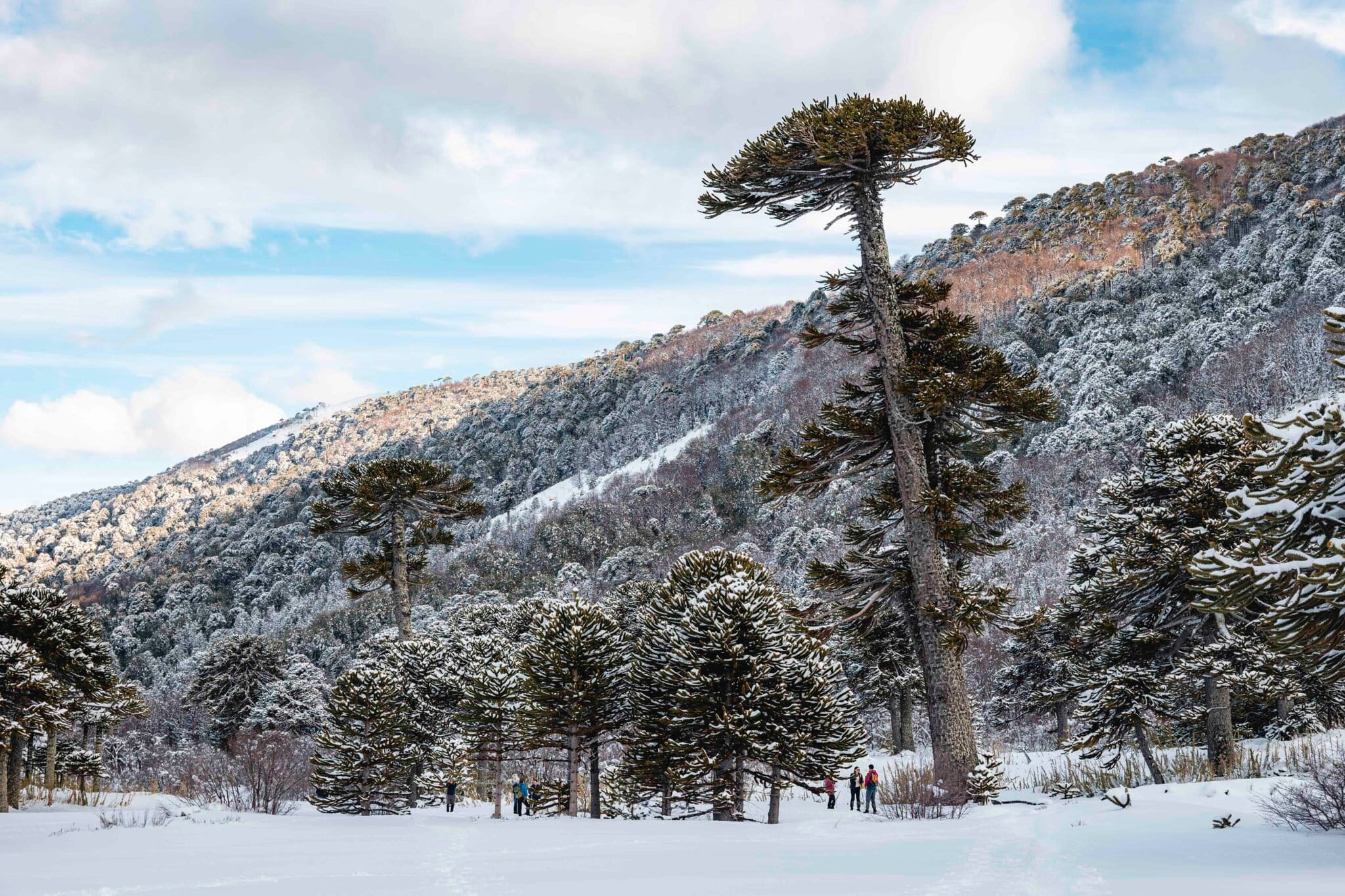 El pueblo Xokleng restaura la araucaria para recuperar bosque, alimentos y memoria