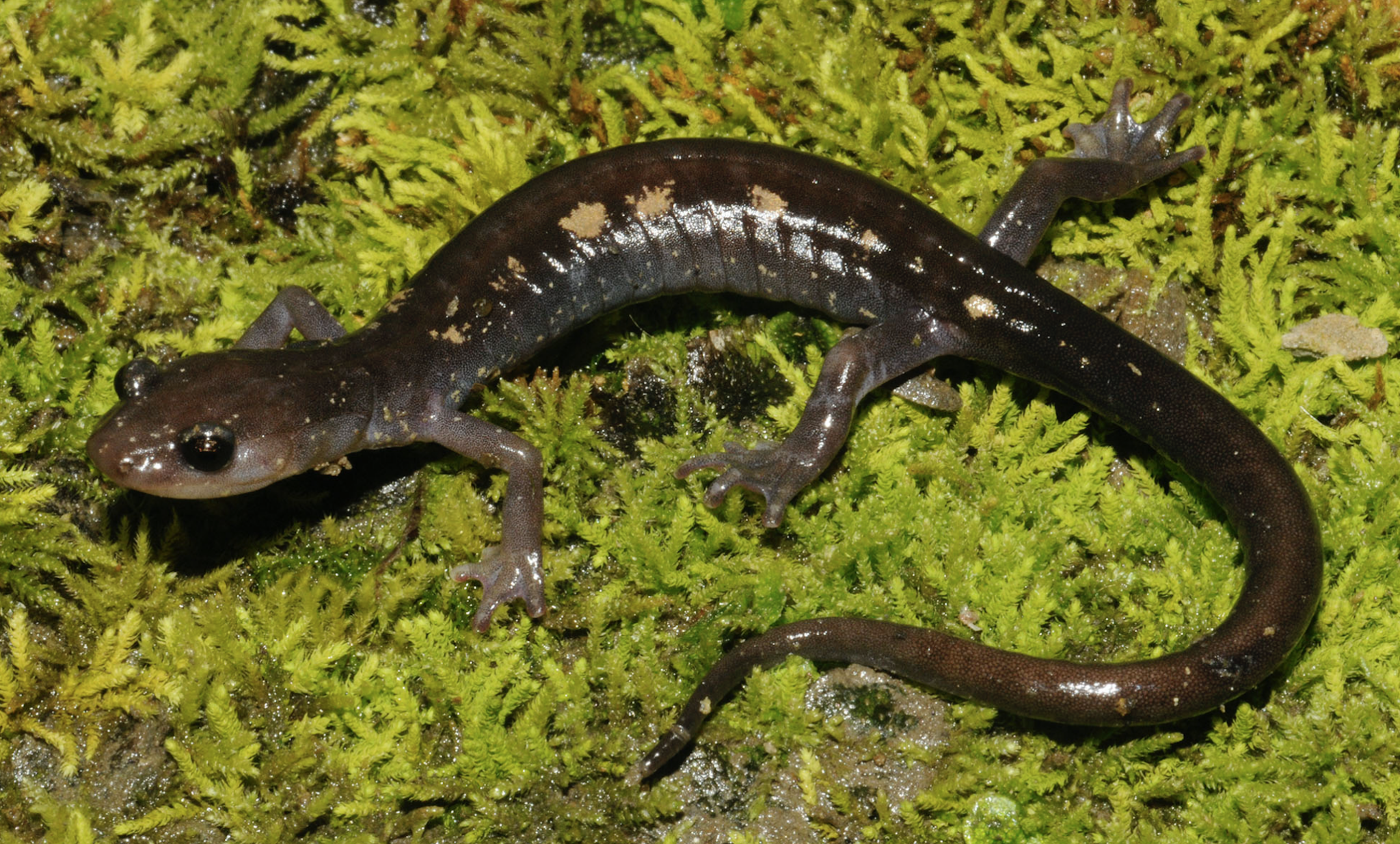 Un pueblo de New Hampshire construye túneles para proteger salamandras en peligro