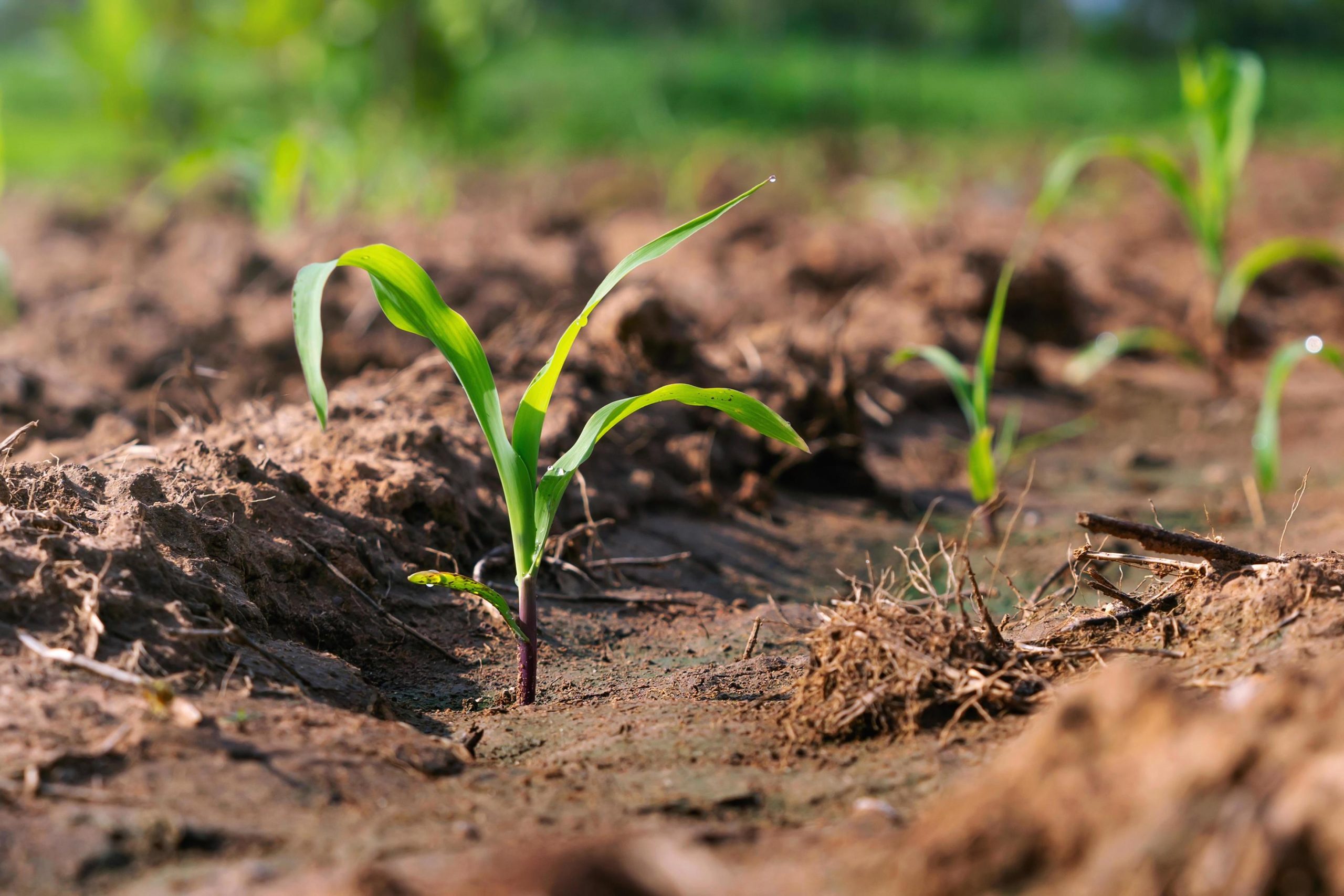 San Luis impulsa una fertilización adaptativa para elevar la producción de maíz