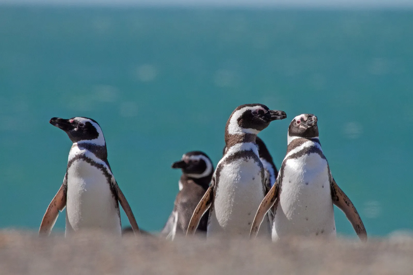 Pingüinos de Cabo Vírgenes revelan rutas clave fuera de la reserva